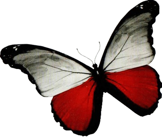 A butterfly with a Flag of Poland